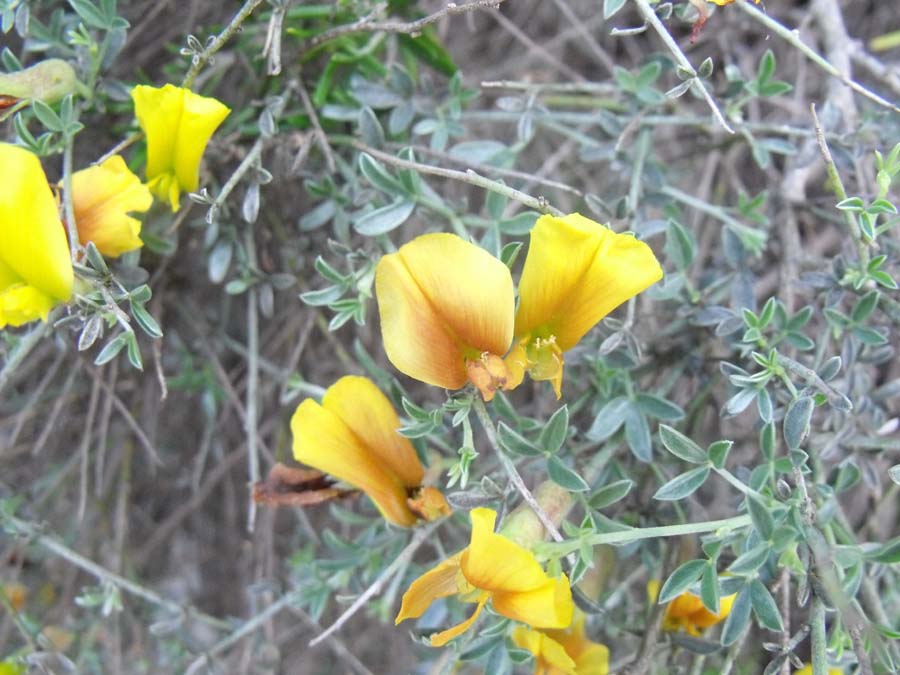 Cytisus spinescens / Citiso spinoso